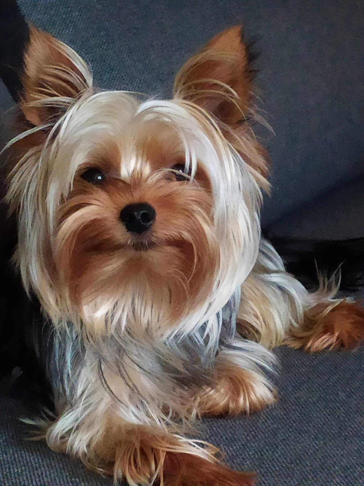 Ryu a rejoint le concours — aidez-le/la à gagner de superbes lots ! adorable, animal, black, brown, canine, companion, couch, cute, dog, ears, friendly, fur, indoor, long_hair, pet, relaxed, sitting, small_dog, white, yorkshire_terrier