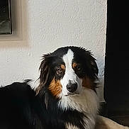 Uhaina participe au concours pour gagner de l'argent avec cette photo : dog, indoor, tricolor, fur, pet, lying_down, animal, canine, portrait, wall, white_wall, black_fur, brown_fur, white_fur, looking_at_camera, calm, relaxed, home, domestic_animal, floor