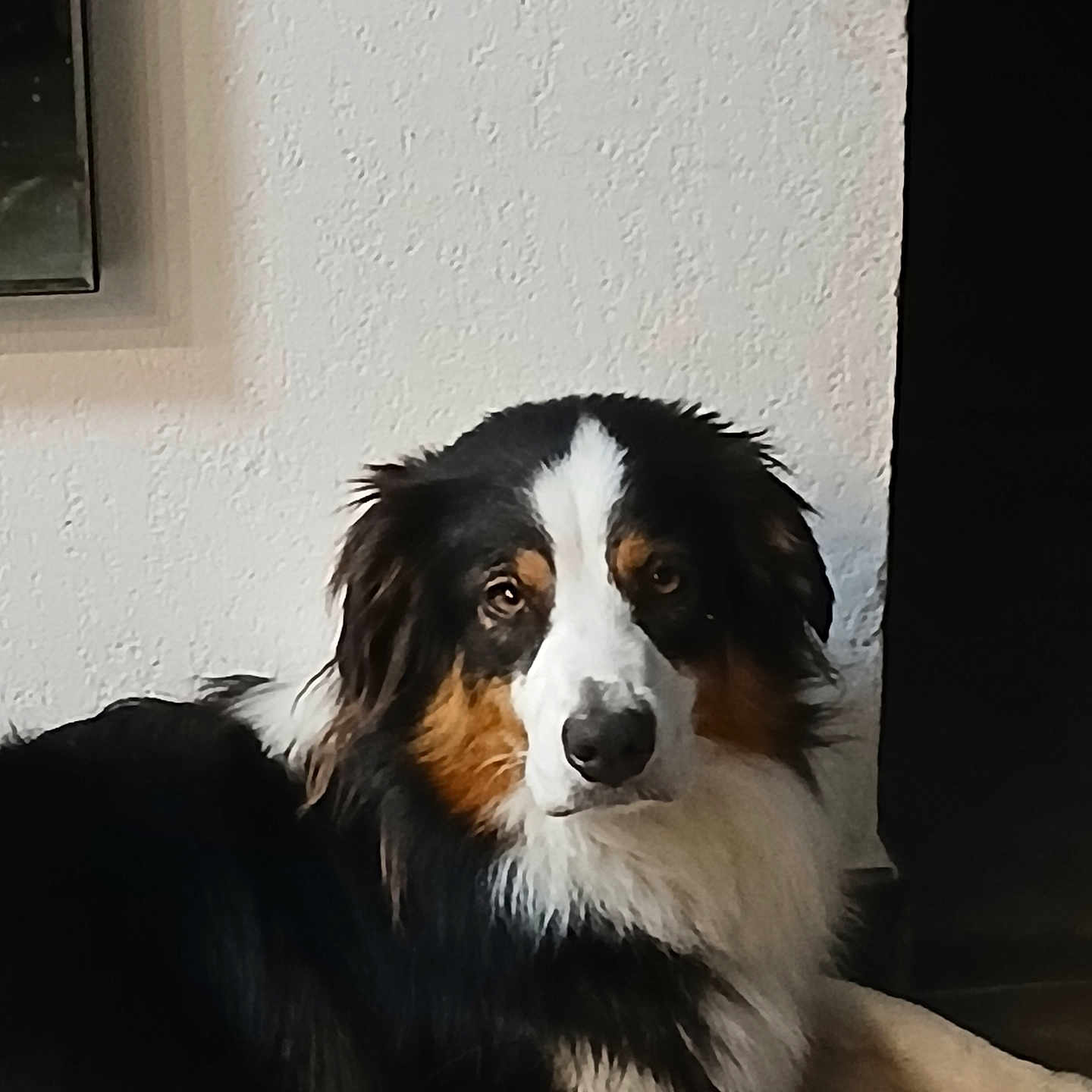 Uhaina participe au concours pour gagner de l'argent avec cette photo : animal, black_fur, brown_fur, calm, canine, dog, domestic_animal, floor, fur, home, indoor, looking_at_camera, lying_down, pet, portrait, relaxed, tricolor, wall, white_fur, white_wall
