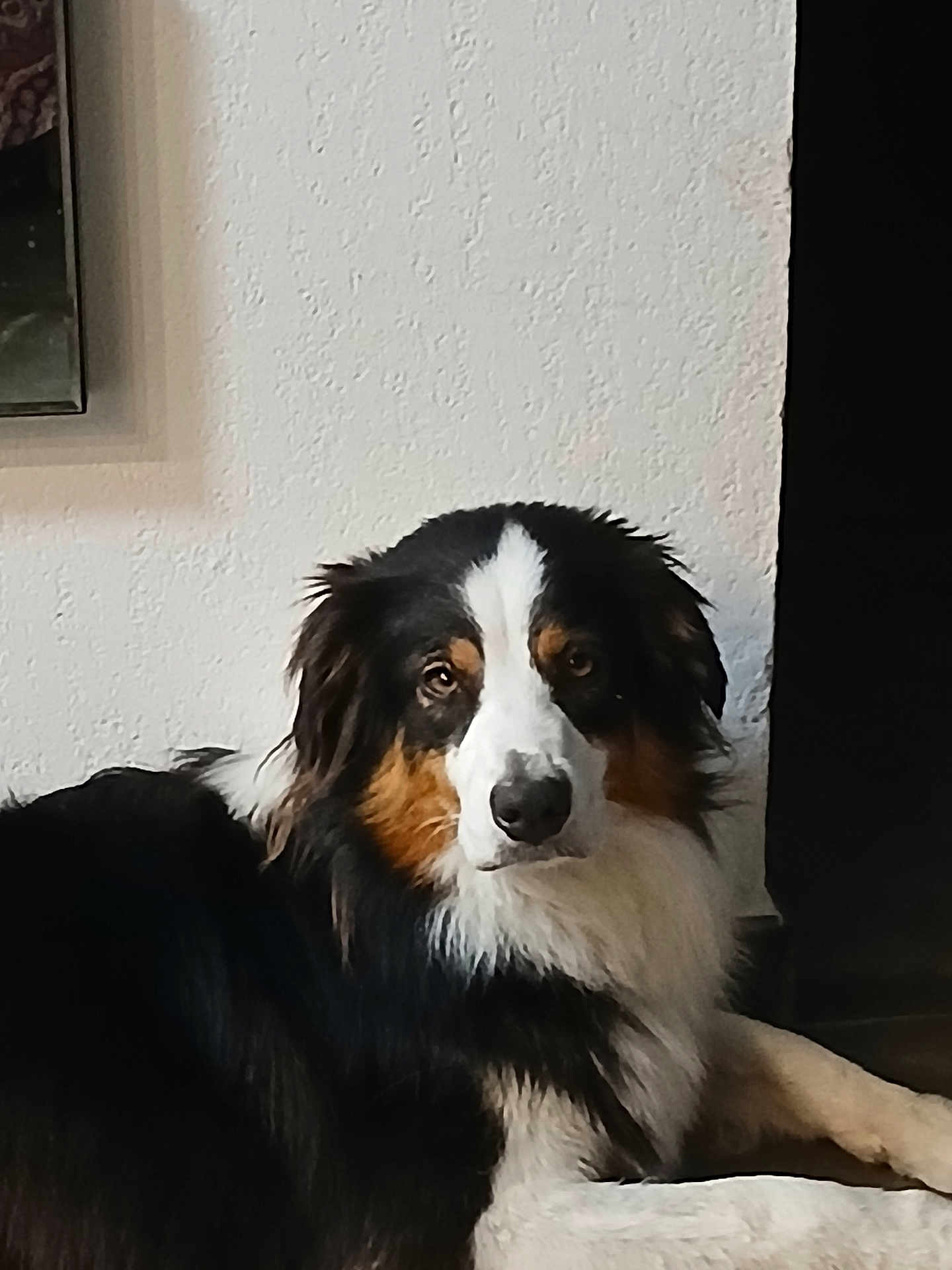 Uhaina participe au concours pour gagner de l'argent avec cette photo : dog, indoor, tricolor, fur, pet, lying_down, animal, canine, portrait, wall, white_wall, black_fur, brown_fur, white_fur, looking_at_camera, calm, relaxed, home, domestic_animal, floor
