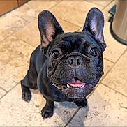 Lily is registered to the contest to win money with this photo: alert, animal, black_dog, canine, companion, cute, dog, domestic_animal, ears_up, floor, french_bulldog, friendly, happy, indoor, looking_up, pet, small_dog, teeth, tile, tongue