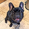 alert, animal, black_dog, canine, companion, cute, dog, domestic_animal, ears_up, floor, french_bulldog, friendly, happy, indoor, looking_up, pet, small_dog, teeth, tile, tongue