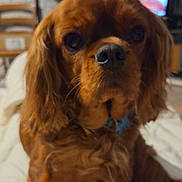 Toscane a rejoint le concours — aidez-le/la à gagner de superbes lots ! animal, bed, blanket, brown_dog, canine, closeup, companion, curious, cute, dog, domestic_animal, ears, fur, furniture, indoor, looking, nose, pet, portrait, television