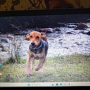 Petra participe au concours pour gagner de l'argent avec cette photo : dog, running, grass, stream, rocks, outdoor, nature, canine, water, animal, collar, motion, playful, field, pet, mammal, daylight, fur, landscape, energetic