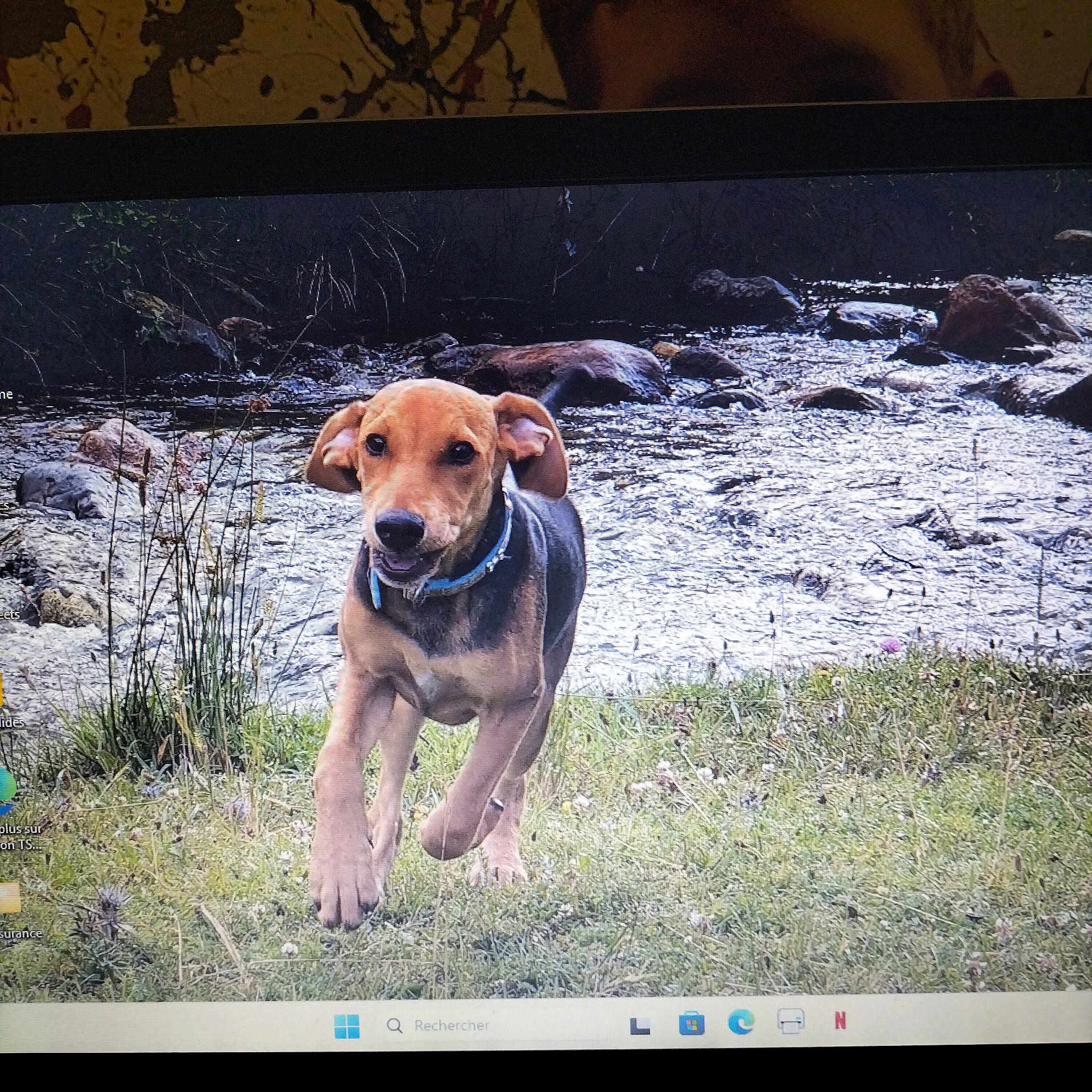 Petra participe au concours pour gagner de l'argent avec cette photo : dog, running, grass, stream, rocks, outdoor, nature, canine, water, animal, collar, motion, playful, field, pet, mammal, daylight, fur, landscape, energetic