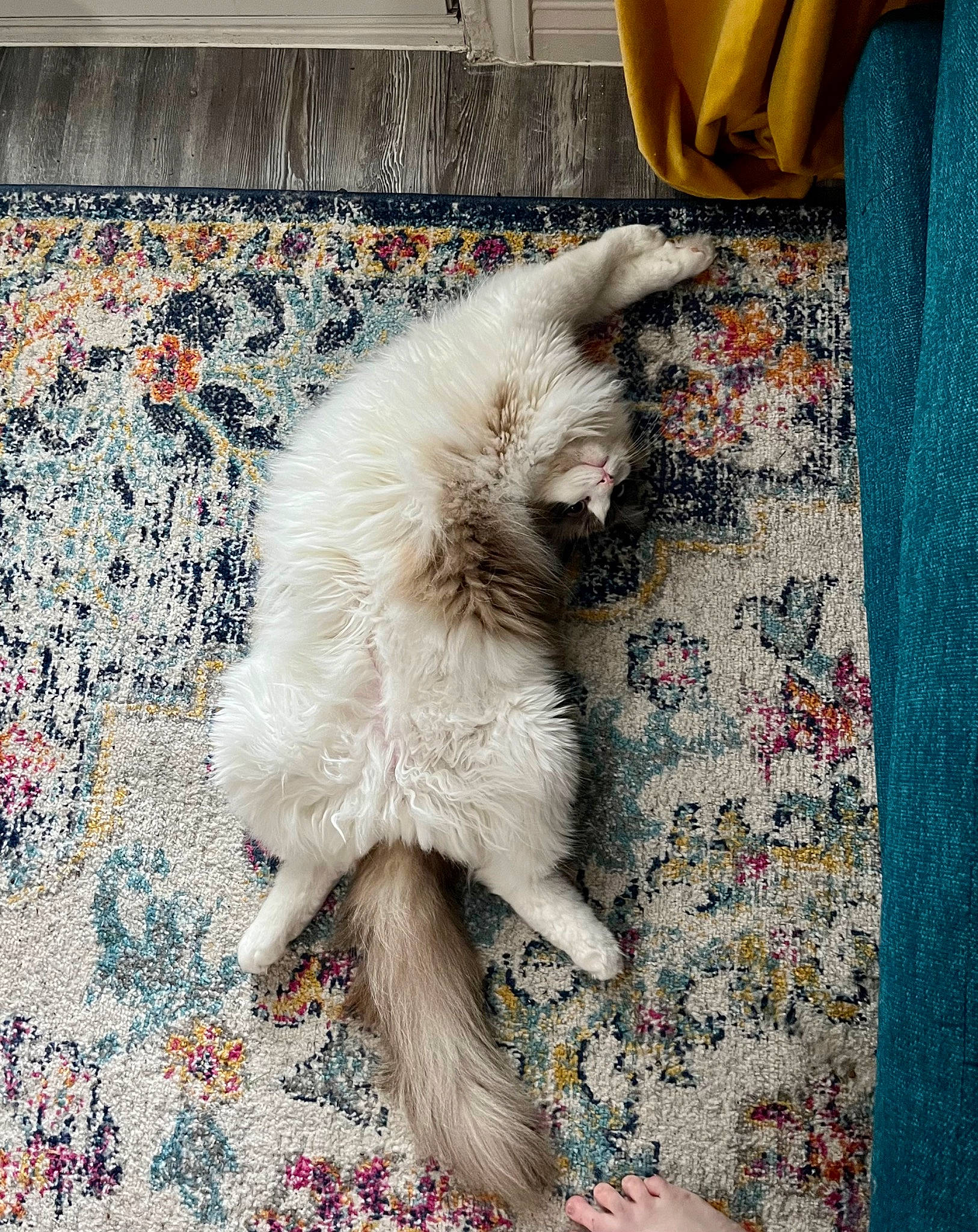 Griffin is registered to the contest to win money with this photo: art, asphalt, carnivore, carpet, cat, claw, comfort, fawn, felidae, floor, flooring, fur, grey, pattern, paw, road_surface, small_to_medium_sized_cats, tail, whiskers, wood