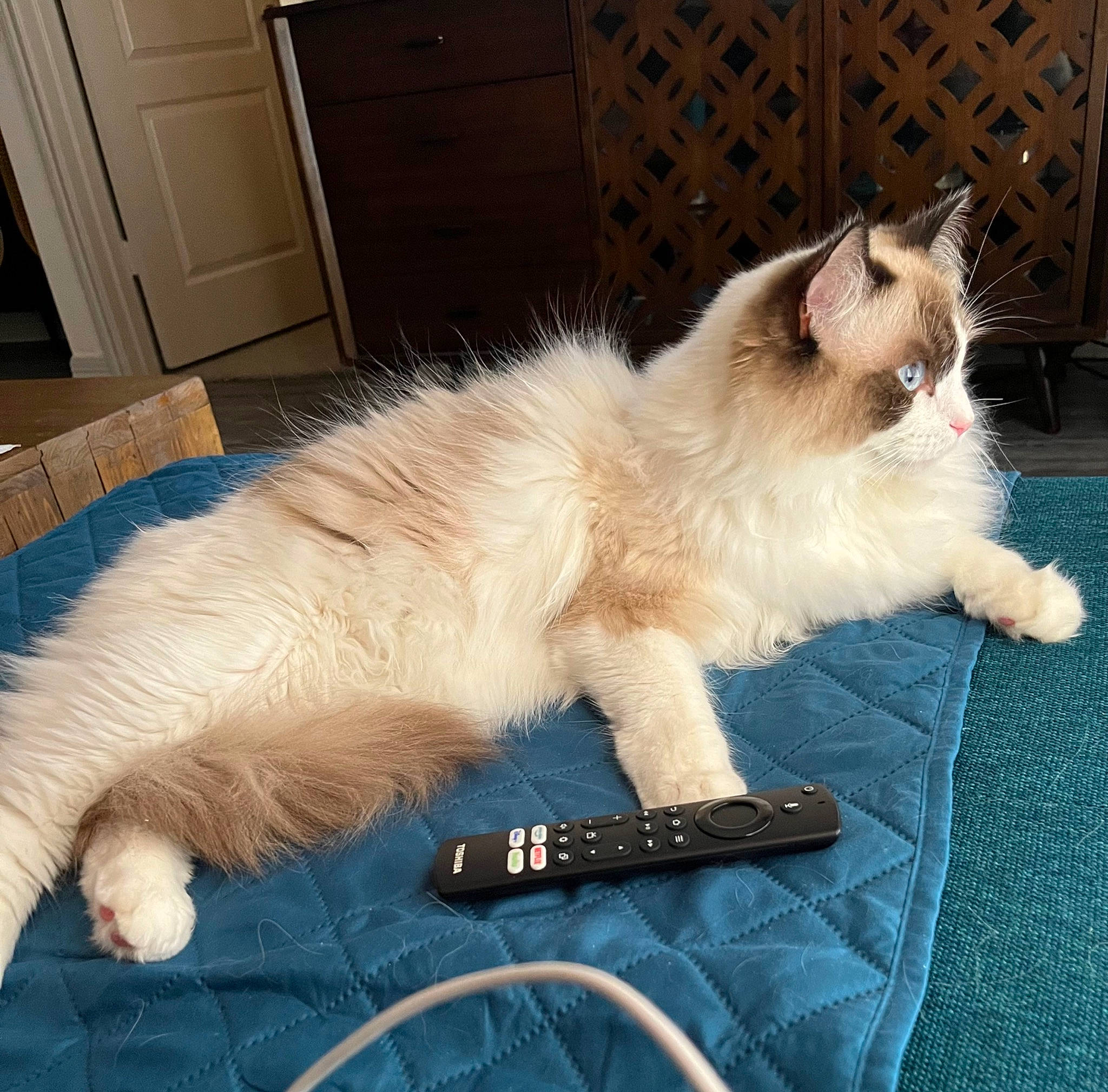 Griffin is registered to the contest to win money with this photo: balinese, birman, cabinetry, carnivore, cat, comfort, companion_dog, door, eye, fawn, felidae, fur, metal, paw, siamese, small_to_medium_sized_cats, snout, tail, thai, whiskers