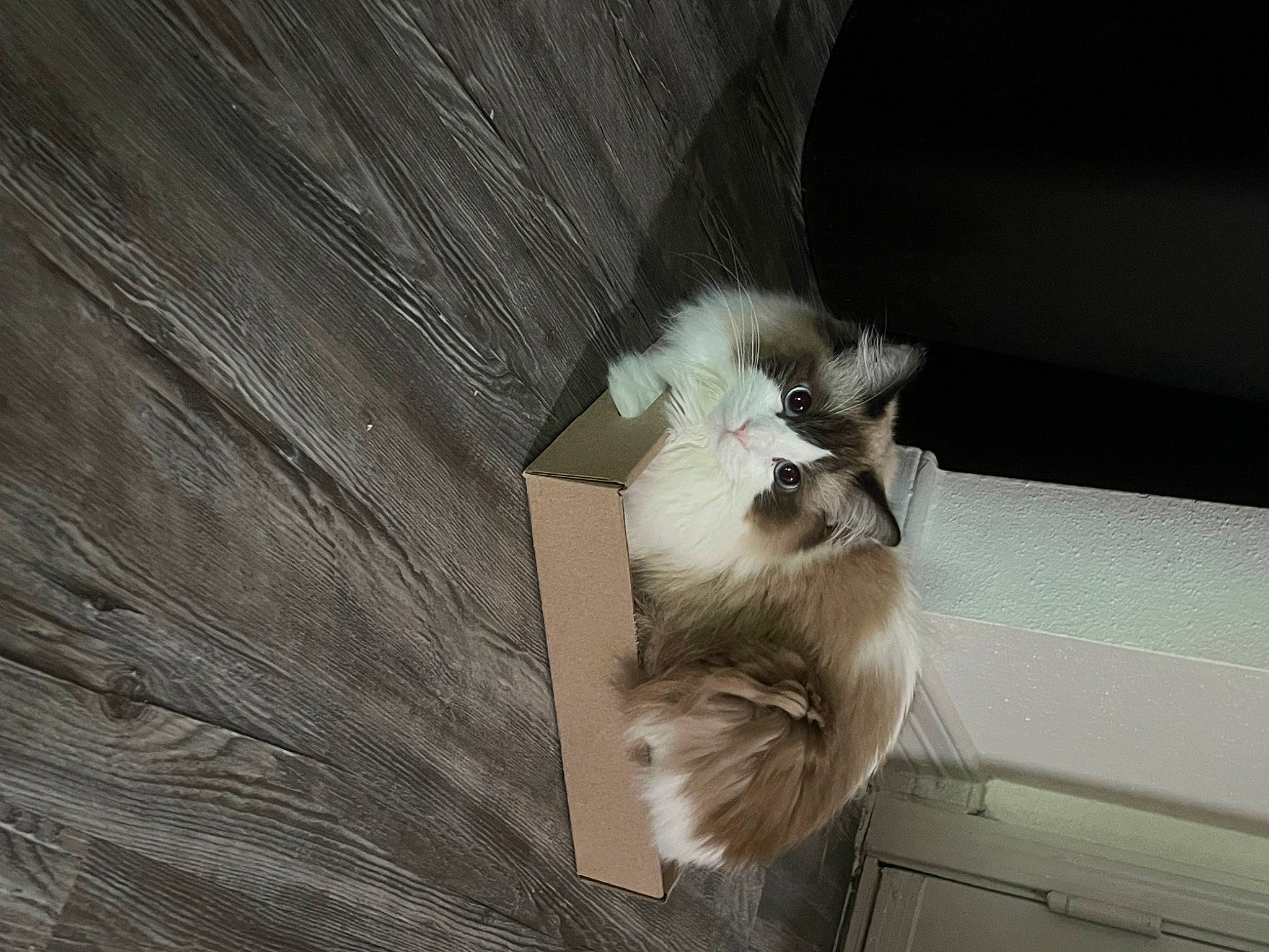 Griffin is registered to the contest to win money with this photo: canidae, cardboard, carnivore, cat, domestic_short_haired_cat, fawn, felidae, fur, grey, hardwood, monochrome, paw, room, small_to_medium_sized_cats, tail, whiskers, window, wood