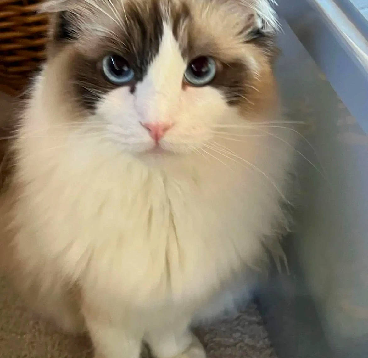 Griffin joined the competition — help win amazing prizes! british_longhair, carnivore, cat, domestic_short_haired_cat, fawn, felidae, fur, paw, small_to_medium_sized_cats, snout, terrestrial_animal, whiskers