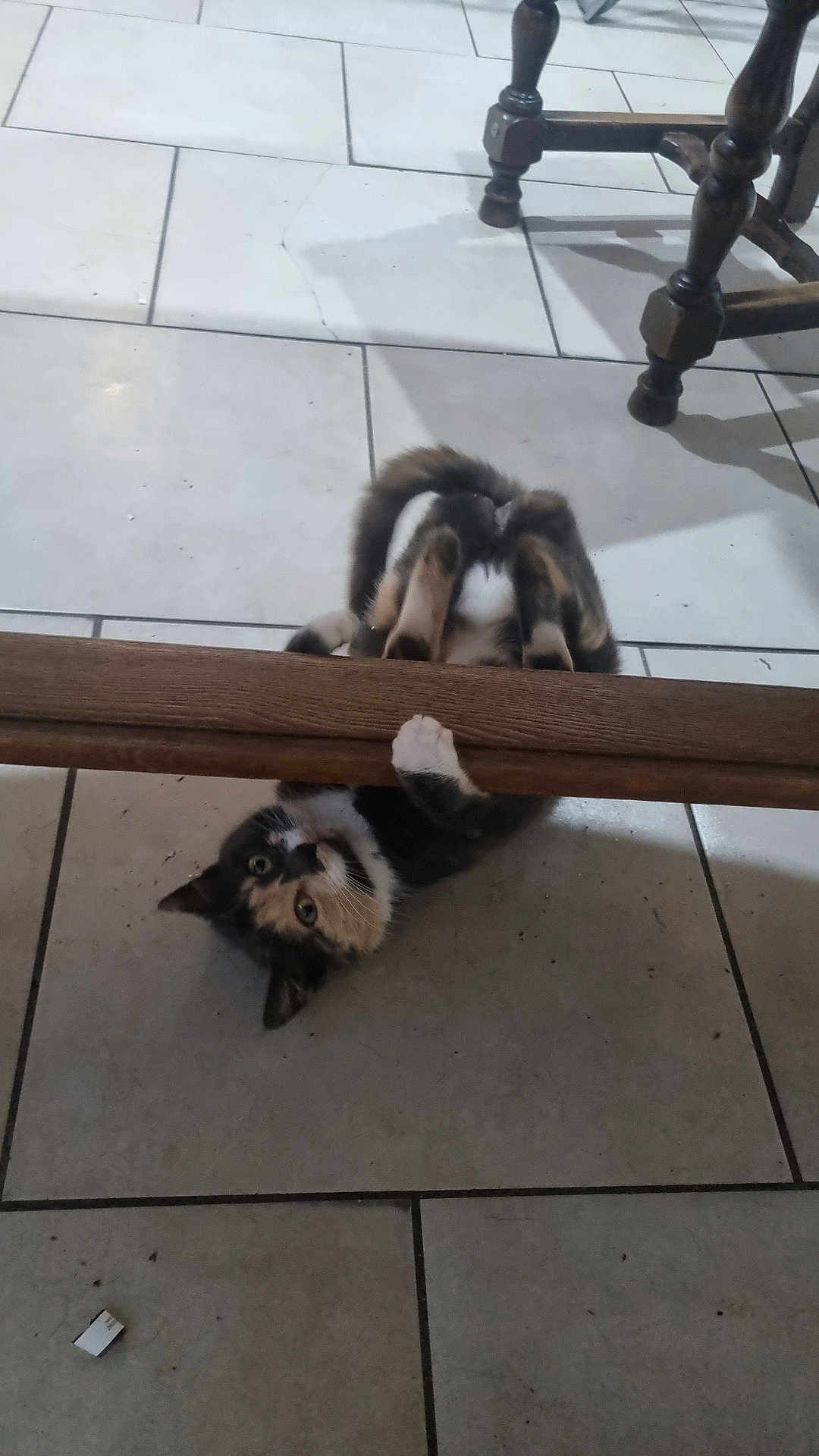 Shelby participe au concours pour gagner de l'argent avec cette photo : cat, playful, floor, tile, wood, chair_leg, pet, animal, curious, paws, indoor, feline, looking, brown, white, black, striped, cute, domestic, young