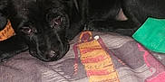 Abby participe au concours pour gagner de l'argent avec cette photo : animal, bed, black_dog, blanket, canine, companion, cozy, cute, dog, domestic_animal, fabric, fur, green_sock, home, indoor, lying_down, pattern, pet, resting, sleepy