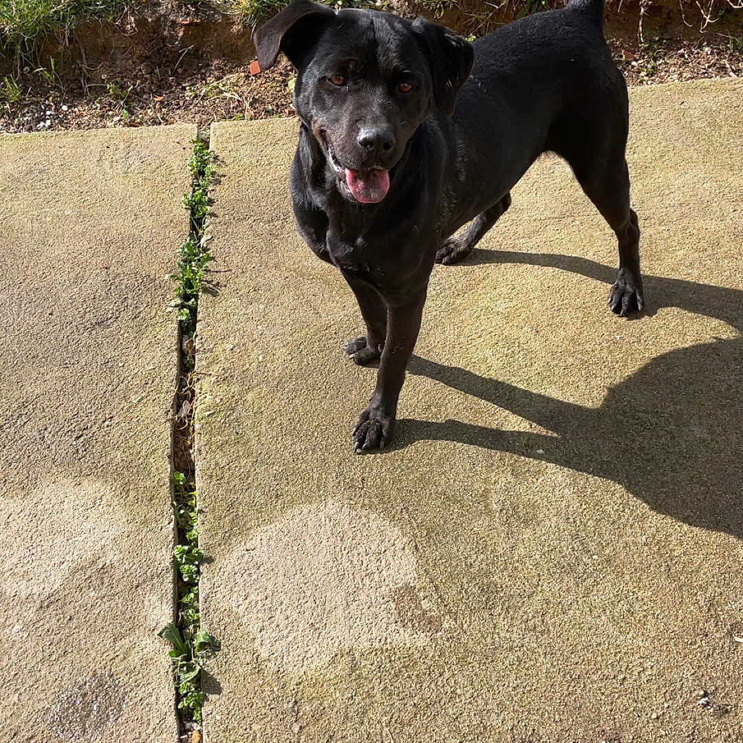 Abby participe au concours pour gagner de l'argent avec cette photo : animal, backyard, black_dog, canine, companion, concrete, daylight, dog, friendly, grass, happy, mammal, nature, outdoor, pet, playful, shadow, standing, sunlight, tongue_out