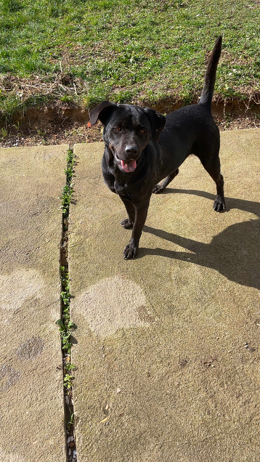 Abby participe au concours pour gagner de l'argent avec cette photo : dog, black_dog, outdoor, grass, concrete, sunlight, pet, animal, tongue_out, happy, standing, shadow, nature, playful, canine, daylight, backyard, mammal, friendly, companion