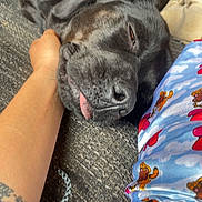 Abby participe au concours pour gagner de l'argent avec cette photo : animal, arm, black_dog, casual, close_up, colorful_clothing, companion, cozy, dog, domestic_animal, hand, indoor, pajamas, pet, relaxed, resting, sleeping, tattoo, texture, tongue_out