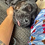 animal, arm, black_dog, casual, close_up, colorful_clothing, companion, cozy, dog, domestic_animal, hand, indoor, pajamas, pet, relaxed, resting, sleeping, tattoo, texture, tongue_out