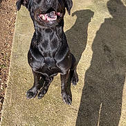 Abby participe au concours pour gagner de l'argent avec cette photo : dog, black_dog, sitting, shadow, person_shadow, outdoor, sunlight, concrete, grass, happy, pet, canine, animal, nature, playful, smiling, looking_up, daylight, ground, pavement