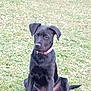 Abby a rejoint le concours — aidez-le/la à gagner de superbes lots ! alert, animal, black_dog, canine, collar, companion, cute, dog, ears, fur, grass, mammal, nature, outdoor, pet, playful, puppy, sitting, tail, young_dog