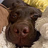 dog, close_up, blanket, cushion, brown_dog, cozy, indoors, resting, sleepy, soft_texture, nose, pet, animal, furry, warm, yellow_blanket, comfort, relaxed, snuggle, domestic_animal