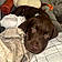 Bruce