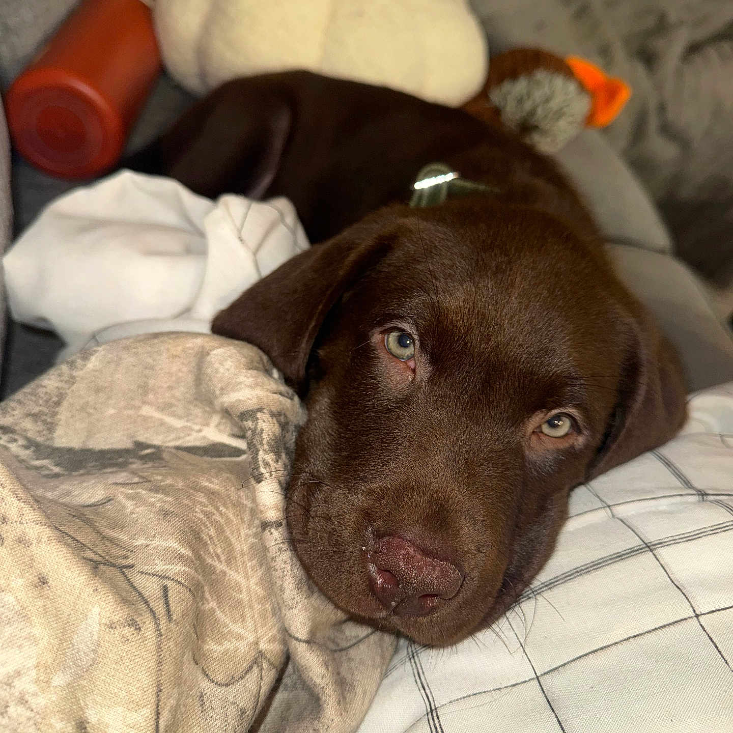 Bruce