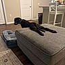 dog, cat, ottoman, chair, kitchen_counter, floor, door, rug, pet_bed, wall, furniture, indoor, brown_dog, fluffy_cat, relaxed, wood_floor, neutral_colors, household, pet, domestic
