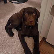 Bruce is registered to the contest to win money with this photo: dog, labrador, puppy, brown_dog, carpet, indoor, floor, doorway, lamp_stand, pet, animal, canine, cute, young_dog, resting, home, furniture, collar, looking, curious