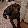 dog, labrador, puppy, brown_dog, carpet, indoor, floor, doorway, lamp_stand, pet, animal, canine, cute, young_dog, resting, home, furniture, collar, looking, curious