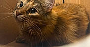 Kona joined the competition — help win amazing prizes! cat, tabby, cardboard_box, whiskers, fur, pet, animal, cute, indoor, curious, closeup, feline, cozy, eyes, mammal, young_cat, domestic_cat, resting, soft, playful