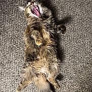 Kona joined the competition — help win amazing prizes! cat, fluffy, long_hair, yawning, pet, animal, lying_down, carpet, indoor, relaxed, fur, whiskers, tail, cute, mammal, domestic, playful, mouth_open, teeth, tongue