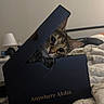 Kona is registered to the contest to win money with this photo: cat, tabby, box, bed, lamp, indoor, feline, curious, peek, fur, whiskers, ears, pet, cozy, home, animal, rest, background, soft_light, furniture