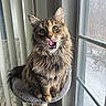 Kona joined the competition — help win amazing prizes! cat, tabby, fluffy, tongue, licking, cat_tree, window, vertical_blinds, indoor, pet, feline, curious, sitting, cozy, fur, whiskers, snow, outdoor_view, home, domestic_animal