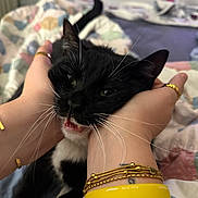 Luna is registered to the contest to win money with this photo: cat, black_cat, white_fur, pet, animal, hands, jewelry, bracelets, yellow_wristband, bed, quilt, furniture, indoor, cute, playful, whiskers, teeth, face, scrunched_face, domestic_animal
