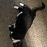 Luna joined the competition — help win amazing prizes! cat, black_and_white, lying_down, carpet, indoor, pet, feline, relaxed, playful, whiskers, tail, curious, animal, fur, domestic, eyes, paws, home, soft_light, shadow