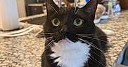 Luna is registered to the contest to win money with this photo: cat, tuxedo_cat, green_eyes, whiskers, granite_counter, kitchen, indoor, pet, feline, black_and_white, curious, paws, countertop, appliances, domestic, household, closeup, relaxed, mammal, fur