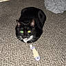 Luna joined the competition — help win amazing prizes! cat, tuxedo_cat, carpet, toy, fish_toy, indoor, pet, animal, black_cat, white_markings, floor, door, bedding, whiskers, fur, eyes, looking, sitting, home, cozy