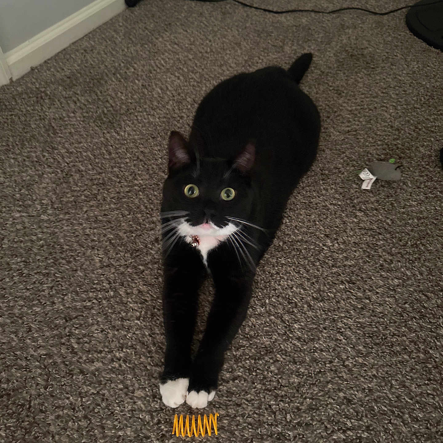 Luna is registered to the contest to win money with this photo: cat, tuxedo_cat, black_and_white, pet, animal, carpet, stretching, whiskers, paws, indoor, toy, spring_toy, curious_eyes, feline, floor, playful, domestic_animal, ears, wide_eyes, collar