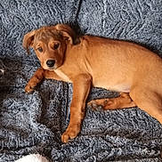 Apache participe au concours pour gagner de l'argent avec cette photo : puppy, dog, brown_dog, blanket, couch, pillow, patterned_pillow, white_pillow, indoor, pet, young_dog, resting, fur, tail, cute, animal, relaxed, cozy, looking, home
