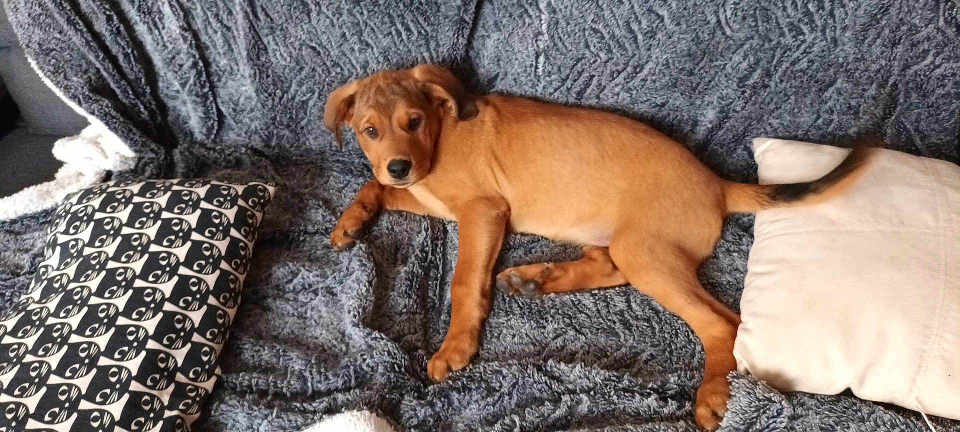 Apache participe au concours pour gagner de l'argent avec cette photo : puppy, dog, brown_dog, blanket, couch, pillow, patterned_pillow, white_pillow, indoor, pet, young_dog, resting, fur, tail, cute, animal, relaxed, cozy, looking, home