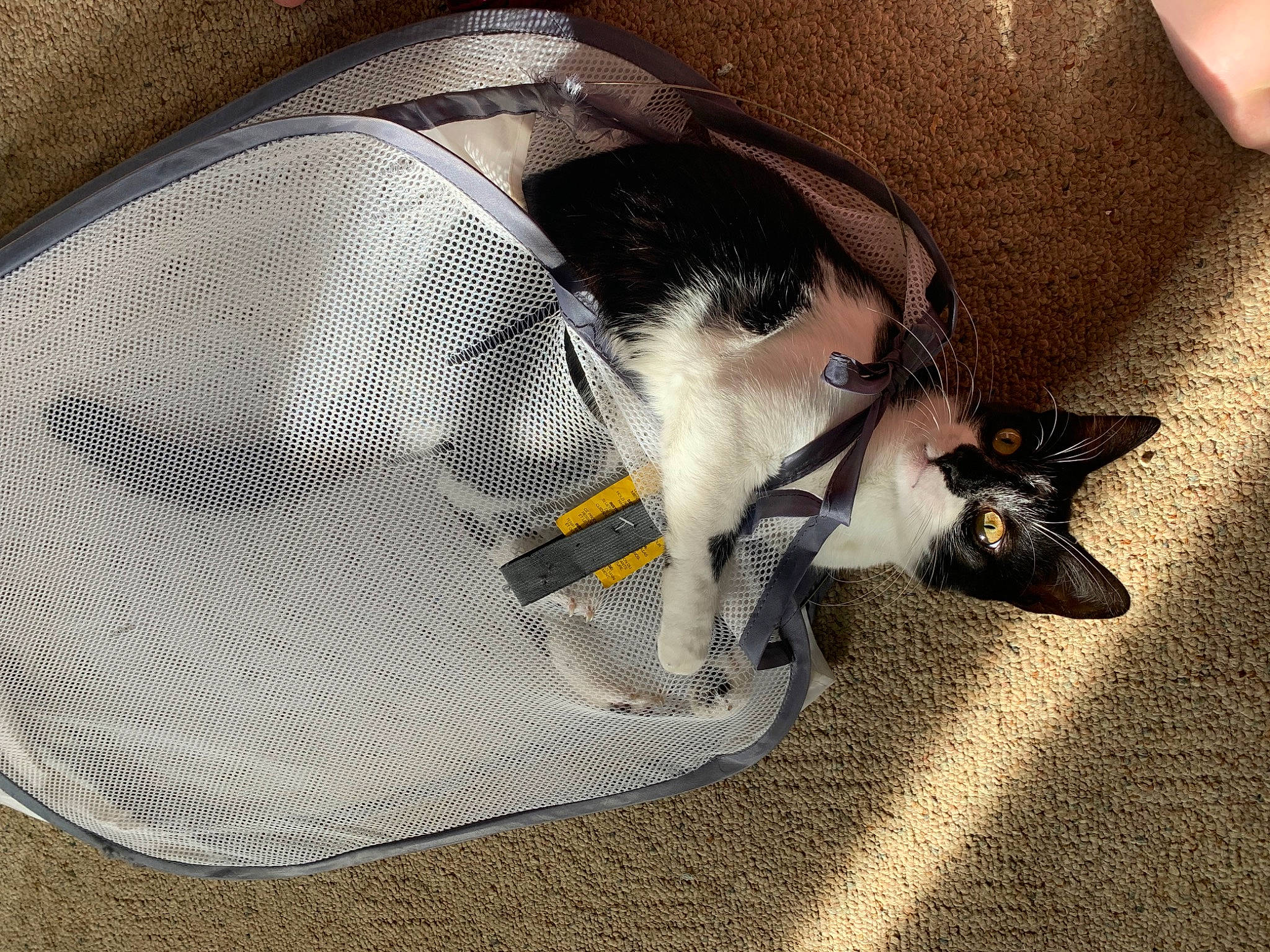 Neko is registered to the contest to win money with this photo: automotive_lighting, bag, canidae, carbon, carnivore, claw, dog_breed, domestic_short_haired_cat, fashion_accessory, felidae, fur, headlamp, hood, luggage_and_bags, paw, personal_protective_equipment, small_to_medium_sized_cats, tail, trunk, whiskers