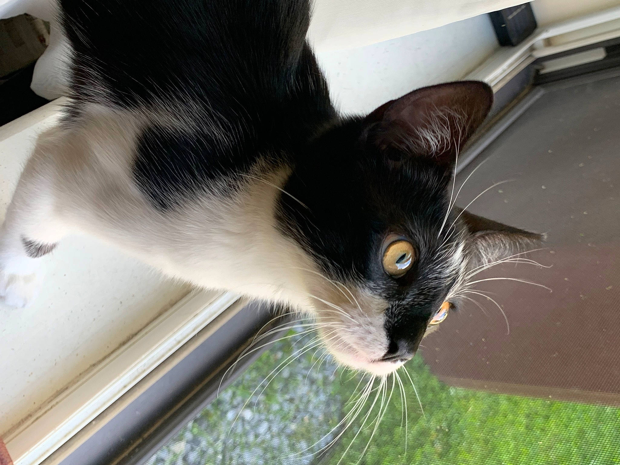 Neko is registered to the contest to win money with this photo: black_cat, carnivore, cat, comfort, domestic_short_haired_cat, felidae, fur, grass, paw, plant, sitting, small_to_medium_sized_cats, snout, tail, tree, whiskers, window