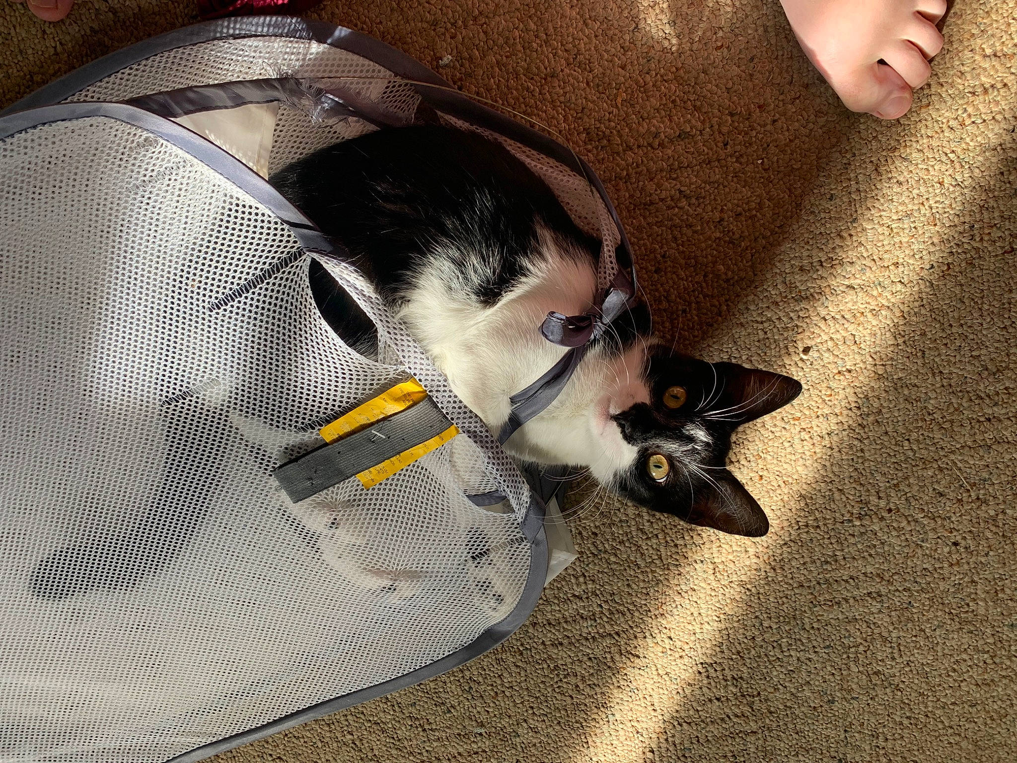 Neko joined the competition — help win amazing prizes! carmine, carnivore, cat, companion_dog, dog_breed, domestic_short_haired_cat, eye, felidae, flooring, foot, fur, human_leg, leg, paw, shadow, shoe, small_to_medium_sized_cats, snout, tail, whiskers