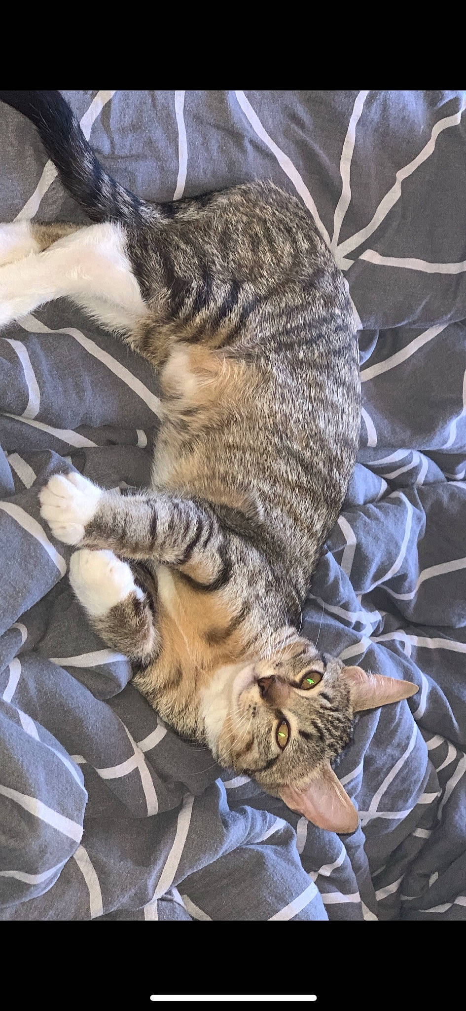 Raja participe au concours pour gagner de l'argent avec cette photo : carnivore, cat, claw, comfort, domestic_short_haired_cat, fawn, felidae, fur, nap, organism, pattern, paw, small_to_medium_sized_cats, snout, tail, terrestrial_animal, whiskers, wildlife