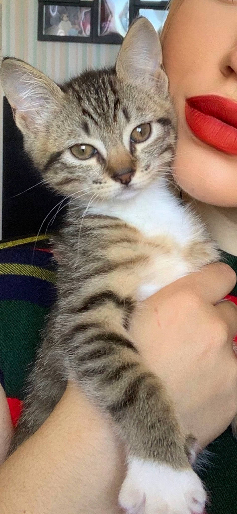 Raja a rejoint le concours — aidez-le/la à gagner de superbes lots ! carnivore, cat, claw, domestic_short_haired_cat, eye, felidae, fur, gesture, nail, paw, small_to_medium_sized_cats, snout, tail, terrestrial_animal, thumb, whiskers