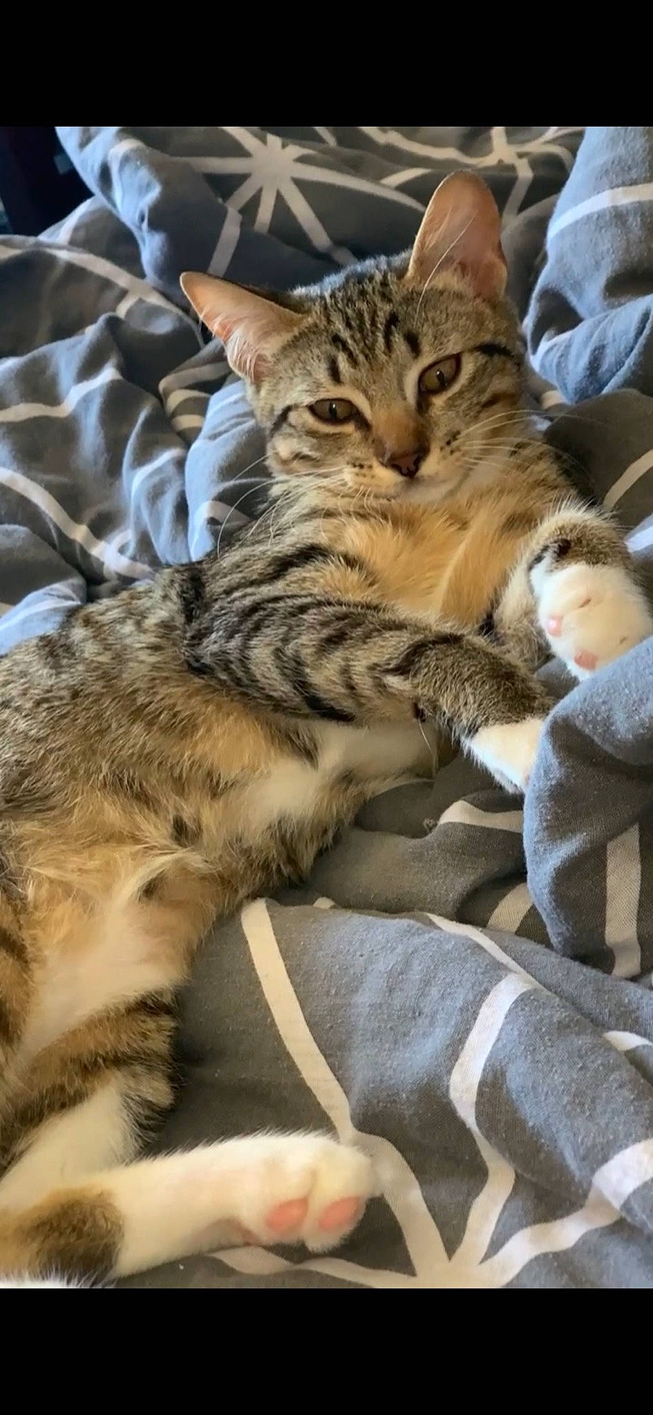 Raja participe au concours pour gagner de l'argent avec cette photo : big_cats, carnivore, cat, claw, comfort, domestic_short_haired_cat, fawn, felidae, fur, nap, paw, sleep, small_to_medium_sized_cats, snout, terrestrial_animal, whiskers, wildlife