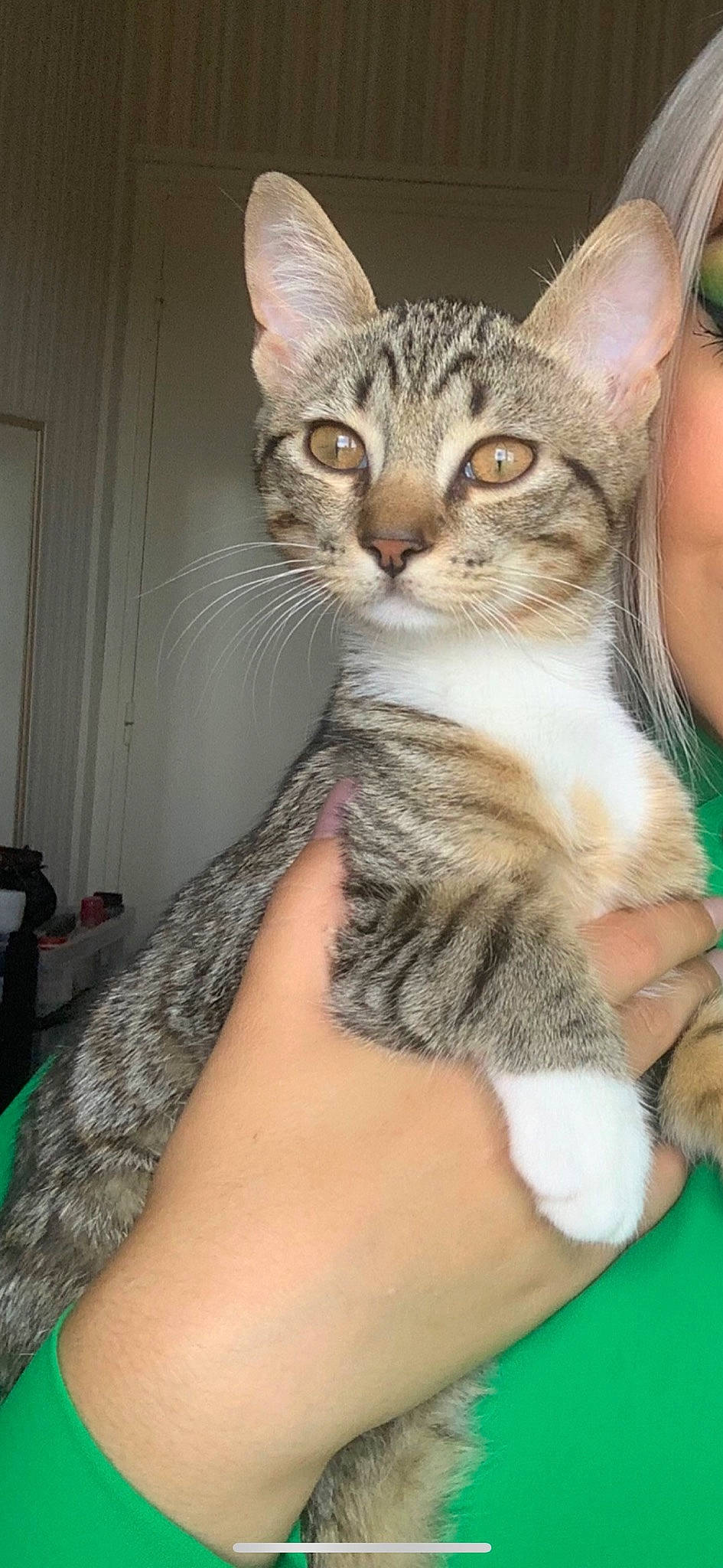 Raja participe au concours pour gagner de l'argent avec cette photo : carnivore, cat, claw, comfort, domestic_short_haired_cat, door, felidae, fur, nail, paw, sitting, small_to_medium_sized_cats, snout, terrestrial_animal, whiskers