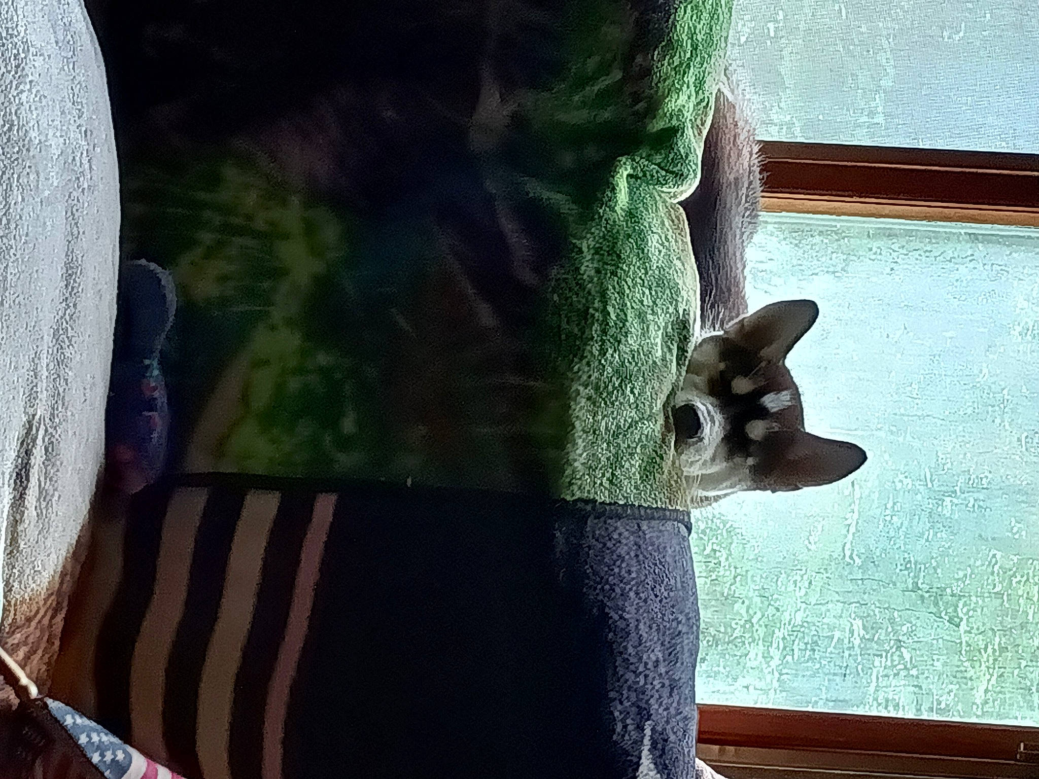 Harley Allen joined the competition — help win amazing prizes! carnivore, chair, dog_breed, fawn, felidae, fur, grass, linens, mammal, pattern, sleeve, small_to_medium_sized_cats, snout, tail, terrestrial_animal, tints_and_shades, vertebrate, whiskers, window, wood