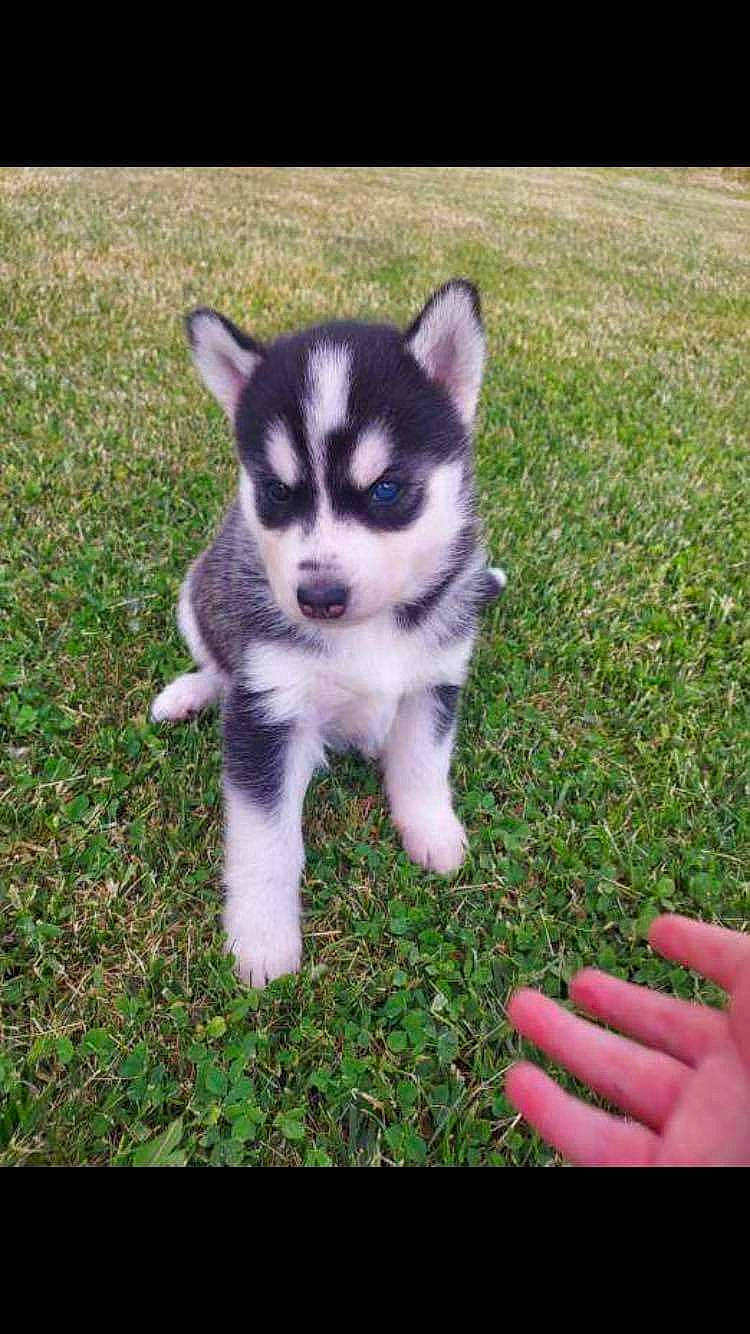 Harley Allen joined the competition — help win amazing prizes! canidae, carnivore, companion_dog, dog_breed, fur, grass, grassland, groundcover, non_sporting_group, people_in_nature, plant, sled_dog, snout, tail, terrestrial_animal, whiskers, wildlife, working_dog