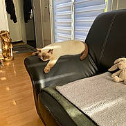 Pitchoune a rejoint le concours — aidez-le/la à gagner de superbes lots ! cat, sleeping, couch, leather, armrest, sunlight, blinds, window, wooden_floor, plush_toy, bunny, blanket, indoor, home, relaxation, feline, pet, comfortable, resting, cozy