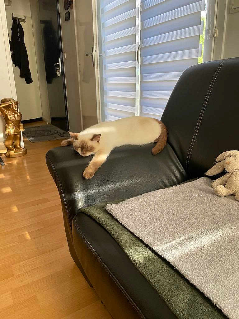 Pitchoune a rejoint le concours — aidez-le/la à gagner de superbes lots ! cat, sleeping, couch, leather, armrest, sunlight, blinds, window, wooden_floor, plush_toy, bunny, blanket, indoor, home, relaxation, feline, pet, comfortable, resting, cozy