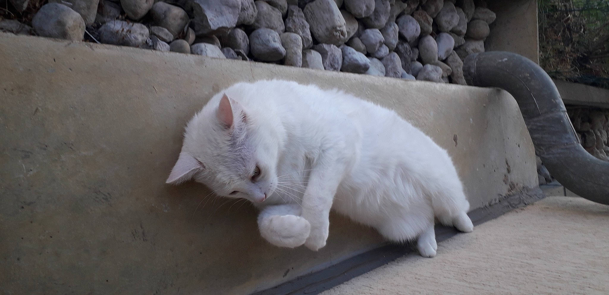 Maky a rejoint le concours — aidez-le/la à gagner de superbes lots ! carnivore, cat, claw, comfort, concrete, domestic_short_haired_cat, fawn, felidae, flooring, fur, grey, nap, paw, small_to_medium_sized_cats, snout, tail, whiskers, window, winter